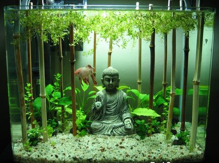 4 gallons planted tank (mostly live plants and fish) - My Buddha Betta Tank 4 gallons planted tank (mostly live plants and fish) - My Buddha Betta Tank