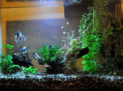 45 gallons planted tank (mostly live plants and fish) - Coming along 45 gallons planted tank (mostly live plants and fish) - Coming along