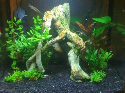 9 gallons planted tank (mostly live plants and fish) - This is my newly set up fish box. Feel free to comment :o) 9 gallons planted tank (mostly live plants and fish) - This is my newly set up fish box. Feel free to comment :o)