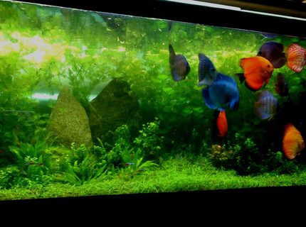 160 gallons planted tank (mostly live plants and fish) - 720 litre tank new photo:) i updated my pic and lost my rating lol, never mind this is a better pic, i just gave it the weekly prune :) 160 gallons planted tank (mostly live plants and fish) - 720 litre tank new photo:) i updated my pic and lost my rating lol, never mind this is a better pic, i just gave it the weekly prune :)