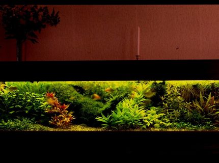 500 gallons planted tank (mostly live plants and fish) - composition of plants are important 500 gallons planted tank (mostly live plants and fish) - composition of plants are important