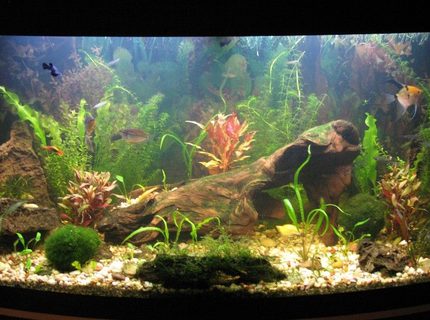 66 gallons planted tank (mostly live plants and fish) - 65.5 gallons. Slightly cloudy due to water change and cleaning. 66 gallons planted tank (mostly live plants and fish) - 65.5 gallons. Slightly cloudy due to water change and cleaning.