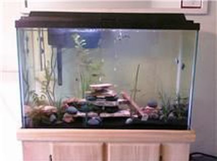 45 gallons planted tank (mostly live plants and fish) - All live plants and fish 45 gallons planted tank (mostly live plants and fish) - All live plants and fish