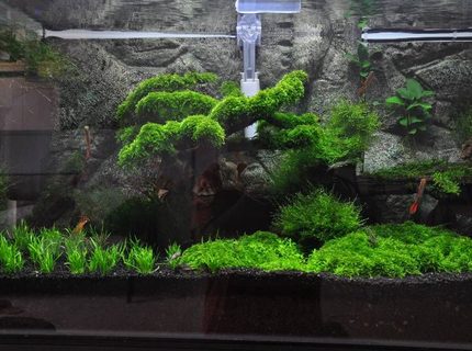 45 gallons planted tank (mostly live plants and fish) - my first attempt to make a planted tank.. 45 gallons planted tank (mostly live plants and fish) - my first attempt to make a planted tank..