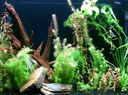 45 gallons planted tank (mostly live plants and fish) - 45 gallon all-natural planted tank with cardinal tetras. 45 gallons planted tank (mostly live plants and fish) - 45 gallon all-natural planted tank with cardinal tetras.