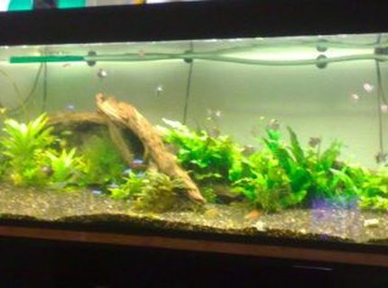 105 gallons planted tank (mostly live plants and fish) - Got No Money No Work, So It Does Not Look So Nice :( 105 gallons planted tank (mostly live plants and fish) - Got No Money No Work, So It Does Not Look So Nice :(