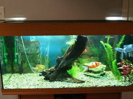 50 gallons planted tank (mostly live plants and fish) - this is my new tank quite a step up from the old one. iam selling the goldies and moving onto a tropical set up soon i have got some of the plants in. and iam taking out the hornwort 50 gallons planted tank (mostly live plants and fish) - this is my new tank quite a step up from the old one. iam selling the goldies and moving onto a tropical set up soon i have got some of the plants in. and iam taking out the hornwort