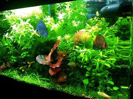 40 gallons planted tank (mostly live plants and fish) - 40 Gallon Tank 40 gallons planted tank (mostly live plants and fish) - 40 Gallon Tank