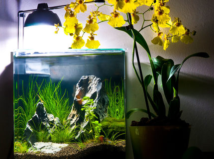 4 gallons planted tank (mostly live plants and fish) - 16l Eheim nano tank 4 gallons planted tank (mostly live plants and fish) - 16l Eheim nano tank