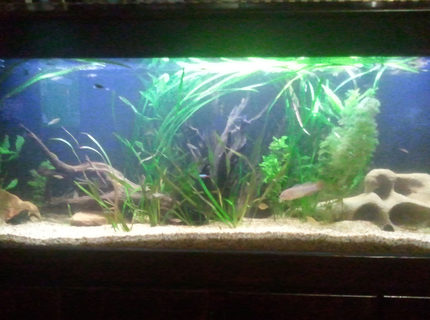 66 gallons planted tank (mostly live plants and fish) - my tank 66 gallons planted tank (mostly live plants and fish) - my tank