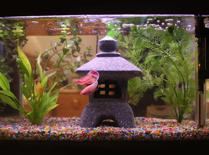 4 gallons planted tank (mostly live plants and fish) - ♥ 4 gallons planted tank (mostly live plants and fish) - ♥