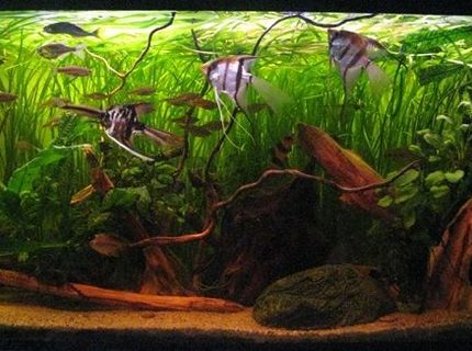 63 gallons planted tank (mostly live plants and fish) - My biggest tank 63 gallons planted tank (mostly live plants and fish) - My biggest tank