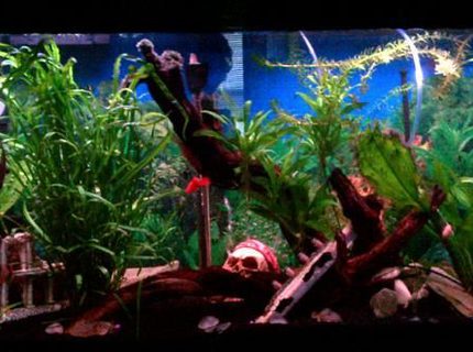 45 gallons planted tank (mostly live plants and fish) - 45 gallon freshwater tank... My first big tank :-) 45 gallons planted tank (mostly live plants and fish) - 45 gallon freshwater tank... My first big tank :-)