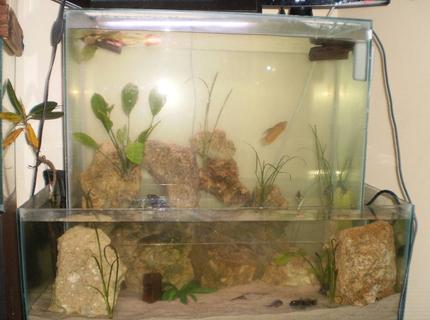 90 gallons planted tank (mostly live plants and fish) - this is my 90 gallon open bottom fish tank, im using a 35 gallon breeder tank as the base and a 55 gallon tall as the top tank. the 55 gallon is suspended just under the 35 gallon's water level so the suspended water doesn't drop. this illusion is also good for the top, middle, and bottom dwelling fish to keep their natural pressure. im currently housing 3 african chichlids, 1 cobra gourmis, 1 red oscar, 3 convict chichlids, 1 redfin shark, 1 bluegill, 5 round goby's , 1 pleco, 1 baby map turtle who stays inside the top tank on a basking spot i put up there. theres sword plants spread amongts the rocks and serventrums i think their called. please leave a comment and tell me what you think. 90 gallons planted tank (mostly live plants and fish) - this is my 90 gallon open bottom fish tank, im using a 35 gallon breeder tank as the base and a 55 gallon tall as the top tank. the 55 gallon is suspended just under the 35 gallon's water level so the suspended water doesn't drop. this illusion is also good for the top, middle, and bottom dwelling fish to keep their natural pressure. im currently housing 3 african chichlids, 1 cobra gourmis, 1 red oscar, 3 convict chichlids, 1 redfin shark, 1 bluegill, 5 round goby's , 1 pleco, 1 baby map turtle who stays inside the top tank on a basking spot i put up there. theres sword plants spread amongts the rocks and serventrums i think their called. please leave a comment and tell me what you think.