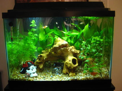 20 gallons planted tank (mostly live plants and fish) - Full front showing literally everything 20 gallons planted tank (mostly live plants and fish) - Full front showing literally everything