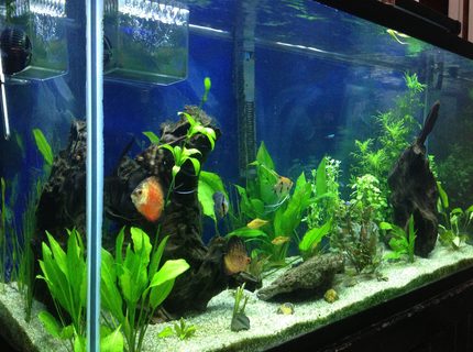 93 gallons planted tank (mostly live plants and fish) - MainTank 93 gallons planted tank (mostly live plants and fish) - MainTank