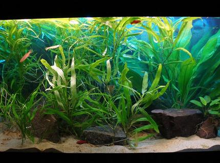 200 gallons planted tank (mostly live plants and fish) 200 gallons planted tank (mostly live plants and fish)