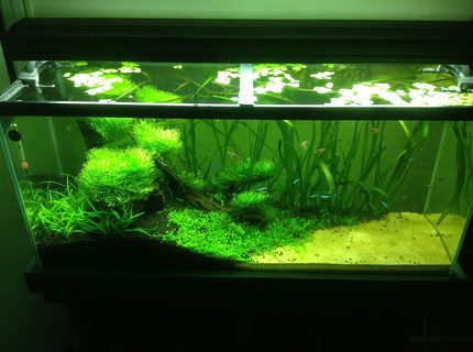 33 gallons planted tank (mostly live plants and fish) - tank! 33 gallons planted tank (mostly live plants and fish) - tank!