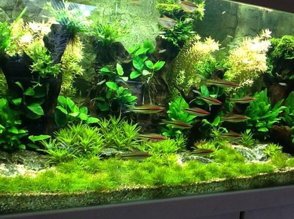 130 gallons planted tank (mostly live plants and fish) - New ... 130 gallons planted tank (mostly live plants and fish) - New ...
