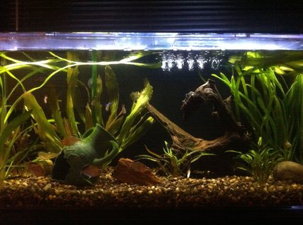 35 gallons planted tank (mostly live plants and fish) - Fish- Bleeding Heart Tetra (6),
Black Phantom Tetra (3), Tiger Pleco
(1), Cardinal Tetra (2), Columbian
Tetra (7), Burmese Loach (2)
Plants- Jungle Val (4), Cryptocoryne
Lutea (3) 35 gallons planted tank (mostly live plants and fish) - Fish- Bleeding Heart Tetra (6),
Black Phantom Tetra (3), Tiger Pleco
(1), Cardinal Tetra (2), Columbian
Tetra (7), Burmese Loach (2)
Plants- Jungle Val (4), Cryptocoryne
Lutea (3)