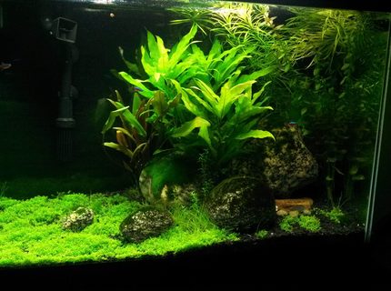 20 gallons planted tank (mostly live plants and fish) - Plants 20 gallons planted tank (mostly live plants and fish) - Plants
