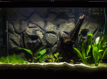20 gallons planted tank (mostly live plants and fish) - I have been working on this tank step by step for several weeks now, and it is finally starting to take shape. It is a 20 gallon tall, with a homemade 3D cement background. I am using Eco-Complete for my bottom substrate (1.5 inches), topped with Quikrete Medium Commercial Grade sand (1.5 inches). After all the decorations, substrate, and background, the tank fills at 13-14 gallons. I'm running an Aquaclear 50 HOB filter, with peat-moss added in the filtration system to bring down my pH. I've equipped an ViaAqua 100-Watt Quartz Glass heater, set to about 78 F. I've decorated with Malaysian drift wood as my centerpiece, with a second piece of smaller driftwood from my LFS. I built my own CO2 injector, powered by Yeast and a sugar water mixture for food. I anticipate the mixture to supply about 2 weeks of CO2 per batch. I am ultimately designing this tank for German Blue Rams, living along side of Neon and Glowlight Tetras, and Nerite Snails, but I am taking it step by step slowly, as GBR's are very sensitive to water parameters and I want the tank to be perfect for them. 20 gallons planted tank (mostly live plants and fish) - I have been working on this tank step by step for several weeks now, and it is finally starting to take shape. It is a 20 gallon tall, with a homemade 3D cement background. I am using Eco-Complete for my bottom substrate (1.5 inches), topped with Quikrete Medium Commercial Grade sand (1.5 inches). After all the decorations, substrate, and background, the tank fills at 13-14 gallons. I'm running an Aquaclear 50 HOB filter, with peat-moss added in the filtration system to bring down my pH. I've equipped an ViaAqua 100-Watt Quartz Glass heater, set to about 78 F. I've decorated with Malaysian drift wood as my centerpiece, with a second piece of smaller driftwood from my LFS. I built my own CO2 injector, powered by Yeast and a sugar water mixture for food. I anticipate the mixture to supply about 2 weeks of CO2 per batch. I am ultimately designing this tank for German Blue Rams, living along side of Neon and Glowlight Tetras, and Nerite Snails, but I am taking it step by step slowly, as GBR's are very sensitive to water parameters and I want the tank to be perfect for them.