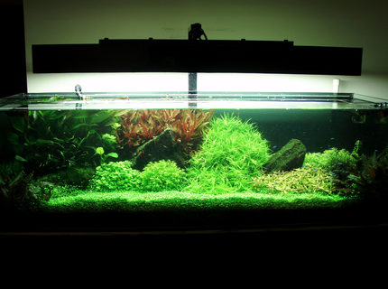 91 gallons planted tank (mostly live plants and fish) - fts.. 91 gallons planted tank (mostly live plants and fish) - fts..
