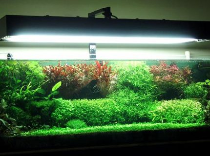 91 gallons planted tank (mostly live plants and fish) - This is how it turned out to be.. 91 gallons planted tank (mostly live plants and fish) - This is how it turned out to be..