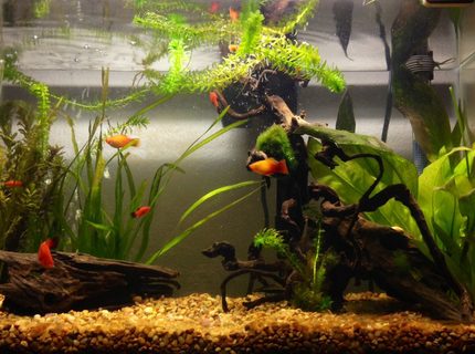 20 gallons planted tank (mostly live plants and fish) - 20 Gallon looking more like a fresh water habitat. 20 gallons planted tank (mostly live plants and fish) - 20 Gallon looking more like a fresh water habitat.