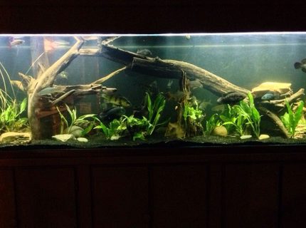 250 gallons planted tank (mostly live plants and fish) - 250g predator tank with a gourami 250 gallons planted tank (mostly live plants and fish) - 250g predator tank with a gourami