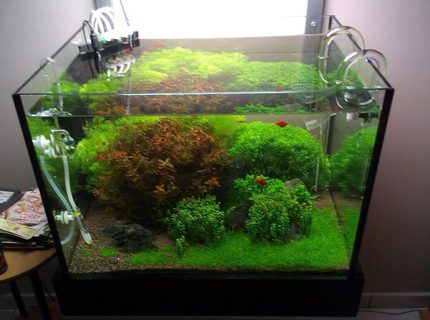 Rated #10: 20 Gallons Planted Tank - Tank after weekly maintenance Rated #10: 20 Gallons Planted Tank - Tank after weekly maintenance