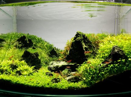 Rated #1: 3 Gallons Planted Tank - 9 months after establishment Rated #1: 3 Gallons Planted Tank - 9 months after establishment