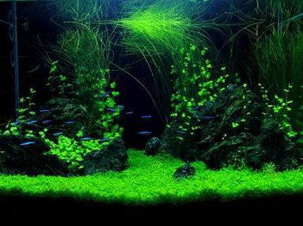 Rated #5: 24 Gallons Planted Tank - The Claws...... Rated #5: 24 Gallons Planted Tank - The Claws......
