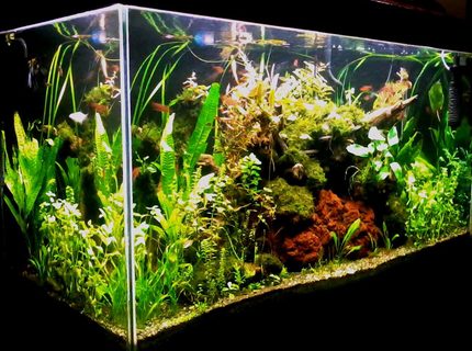 Rated #9: 90 Gallons Planted Tank - 48 x 24 x 18 inches (low tech/ natural method) Latest image taken with java ferns.
DIY lighting system with 1 x 28 watt blue lamp (subdued light) and 4 x 28 watt T5 tube all on timer. DIY overhead filter with enclosed pre-filter inside a very large plant box. DIY CO2 (yeast) directly injected at the moment with powerhead. Top Substrate is sieved construction gravel (2-3 mm) while underneath is a combination of dirt and potting soil. 8 gallon up to 50% weekly water change depending on my mood. DIY excel daily while DIY fertilizer formula and DIY trace element on schedule basis. The application regimen is carried-out by daughter and wife (only home at weekends). Air pump on at 6pm and off at 6am. Rated #9: 90 Gallons Planted Tank - 48 x 24 x 18 inches (low tech/ natural method) Latest image taken with java ferns.
DIY lighting system with 1 x 28 watt blue lamp (subdued light) and 4 x 28 watt T5 tube all on timer. DIY overhead filter with enclosed pre-filter inside a very large plant box. DIY CO2 (yeast) directly injected at the moment with powerhead. Top Substrate is sieved construction gravel (2-3 mm) while underneath is a combination of dirt and potting soil. 8 gallon up to 50% weekly water change depending on my mood. DIY excel daily while DIY fertilizer formula and DIY trace element on schedule basis. The application regimen is carried-out by daughter and wife (only home at weekends). Air pump on at 6pm and off at 6am.