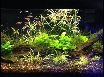 20 gallons planted tank (mostly live plants and fish) - 20 long with 11 espei rasboras, 9 neons, 5 emerald eye rasboras, 4 otto cats, and 7-10 cherry shrimp with plants. 20 gallons planted tank (mostly live plants and fish) - 20 long with 11 espei rasboras, 9 neons, 5 emerald eye rasboras, 4 otto cats, and 7-10 cherry shrimp with plants.