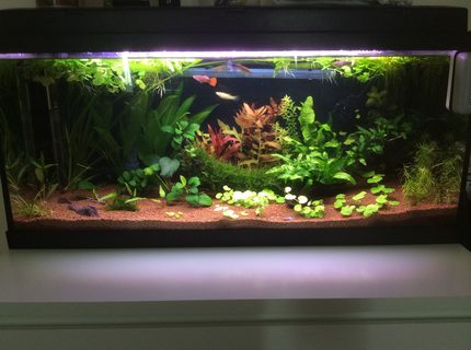 20 gallons planted tank (mostly live plants and fish) - My planted tank. 20 gallons planted tank (mostly live plants and fish) - My planted tank.