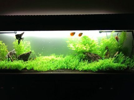 Rated #8: 75 Gallons Planted Tank - My 6ft low-tech planted tank Rated #8: 75 Gallons Planted Tank - My 6ft low-tech planted tank