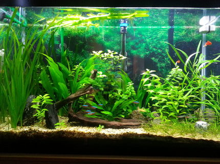 45 gallons planted tank (mostly live plants and fish) - picture taken after trimming 45 gallons planted tank (mostly live plants and fish) - picture taken after trimming