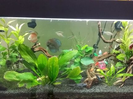 52 gallons planted tank (mostly live plants and fish) - Planted Tanks with Discus and Halfmoon 52 gallons planted tank (mostly live plants and fish) - Planted Tanks with Discus and Halfmoon