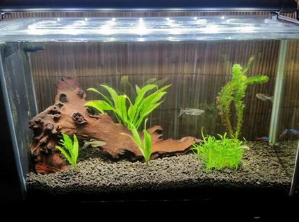 5 gallons planted tank (mostly live plants and fish) - My tank 5 gallons planted tank (mostly live plants and fish) - My tank