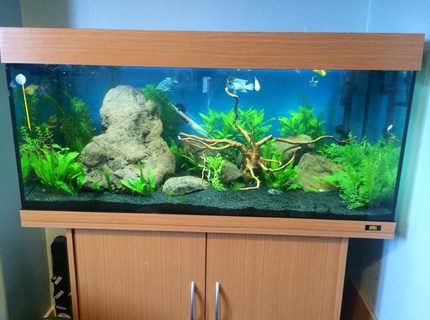 45 gallons planted tank (mostly live plants and fish) - tank with wood 45 gallons planted tank (mostly live plants and fish) - tank with wood