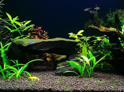 Rated #7: 100 Gallons Planted Tank - plant tank with rock and wood Rated #7: 100 Gallons Planted Tank - plant tank with rock and wood