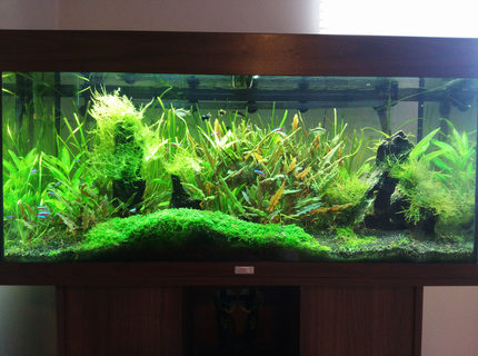 Rated #2: 30 Gallons Planted Tank - My Rio 180 planted tank. Rated #2: 30 Gallons Planted Tank - My Rio 180 planted tank.