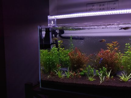 26 gallons planted tank (mostly live plants and fish) - A month old planted tank. 26 gallons planted tank (mostly live plants and fish) - A month old planted tank.