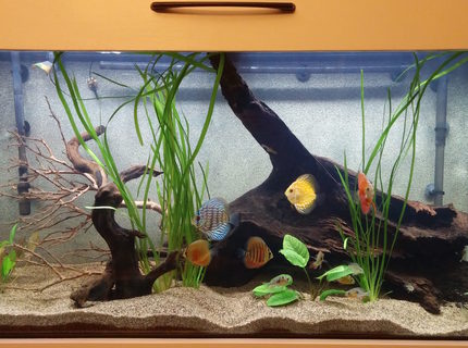 90 gallons planted tank (mostly live plants and fish) - This is my 90 Gallon South American tank. Tried to keep it as realistic as possible. I am using a really fine sand, along with 3 different species of driftwood. This is my first attempt at a planted tank.
I have 6 Assorted Discus, 5 Geophagus Red Head Tapajos, 5 Bolivian Rams, and 2 Bushy Nose Plecos. All very very young.
Anubias Nana, Amazon Sword, Vallesneria
Thank you for your ratings and your comments!! 90 gallons planted tank (mostly live plants and fish) - This is my 90 Gallon South American tank. Tried to keep it as realistic as possible. I am using a really fine sand, along with 3 different species of driftwood. This is my first attempt at a planted tank.
I have 6 Assorted Discus, 5 Geophagus Red Head Tapajos, 5 Bolivian Rams, and 2 Bushy Nose Plecos. All very very young.
Anubias Nana, Amazon Sword, Vallesneria
Thank you for your ratings and your comments!!