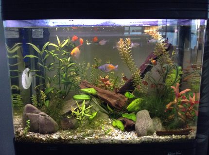 23 gallons planted tank (mostly live plants and fish) - A planted tank 23 gallons planted tank (mostly live plants and fish) - A planted tank