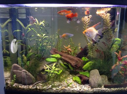 23 gallons planted tank (mostly live plants and fish) - A planted tank 23 gallons planted tank (mostly live plants and fish) - A planted tank