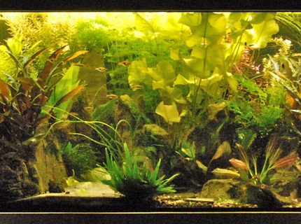 Rated #1: 120 Gallons Planted Tank - The main tank Rated #1: 120 Gallons Planted Tank - The main tank