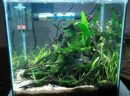 8 gallons planted tank (mostly live plants and fish) - Size: 1 x 1 x 1 ft
Substrate: Fluval Stratum and River Sand
Flora: Java Fern, Echinodorus Tennelus " Micro", Sp Honda, Java Moss
Fauna: Brilliant Rummy Nose , Galaxy Rasbora and Amano Shrimps
Lighting: 20 Watts Osram CFL
Filter: Sobo HOB Filter
Heater: Sobo 50 Watts
Thermometer: Unknown 8 gallons planted tank (mostly live plants and fish) - Size: 1 x 1 x 1 ft
Substrate: Fluval Stratum and River Sand
Flora: Java Fern, Echinodorus Tennelus " Micro", Sp Honda, Java Moss
Fauna: Brilliant Rummy Nose , Galaxy Rasbora and Amano Shrimps
Lighting: 20 Watts Osram CFL
Filter: Sobo HOB Filter
Heater: Sobo 50 Watts
Thermometer: Unknown