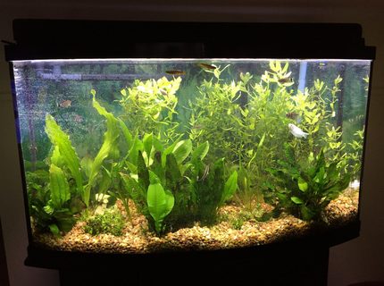 46 gallons planted tank (mostly live plants and fish) - my tank 46 gallons planted tank (mostly live plants and fish) - my tank